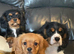 Gorgeous cavalier boys