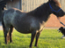 Black roan Standard Mare