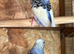 Beautiful baby budgies for sale