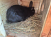 2 rabbits and hutch