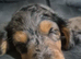 Miniture dashshund