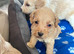 Stunning cockapoo puppies
