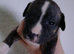 Beautiful staffy