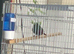 Parrot finch 2 males