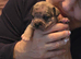 French bull dog cross chihuahua