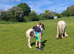 Mini cob filly foal