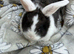 Pure bred mini lop bunnies - Ready Now