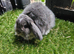 Opal butterfly mini lop baby rabbit boy