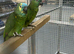 Hand Reared Baby Blue Fronted Amazons