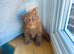 Active cinnamon carrier female Tica reg British shorthair