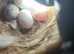 MULING PAIR