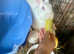 Lovely REW doe available