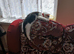 Kitten