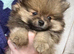 Pomeranian puppy