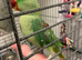 Hand tame Alexandrian parrot