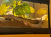 Friendly 2-Year-Old Male Leopard Gecko