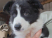READY NOW! Working Border Collie Pups