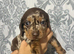 For sale two little dashund puppy's