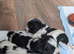 Pure Biewer pups .