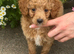 Cavapoo girl available