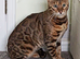 STUD, Tica registered, silver and snow carrier
