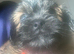 Jug puppy for sale