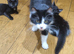 2 Gorgeous Girl Kittens for Sale