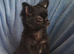 Last 2 boys 12 week old long coat chihuahua pups