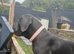 Cane corsa