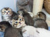 Pure Breed Scotish Straight/Fold Kittens. Delivery available.