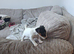 8 week old jack russel pups