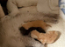 Chinchilla exotic kittens