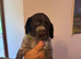 Beautiful sprointer pups price from £700 each!!