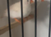 10 baby zebra finches