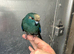 Hand reared baby Kakariki parrot available