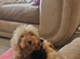 Shibu cross cockapoo
