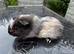 Baby guinea pigs