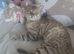 SNOW BENGAL. For STUD