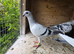 Pigeons for sale