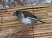 Crested bengalese finches