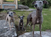 1 gorgeous whippet pup left