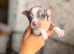 Two male puppy chihuahuas