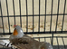 Male zebra finches!