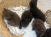 5 beautiful British shorthair kittens
