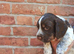 Cocker Spaniel Puppies