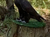 Male gyr Falcon