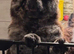Blue Merle Chowchow siblings