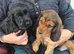 COCKER SPANIEL PUPS IN NORTHERN IRELAND