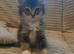 Ragdoll cross mainecoon