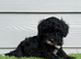 Black & White Stunning Cavapoo Male Puppy